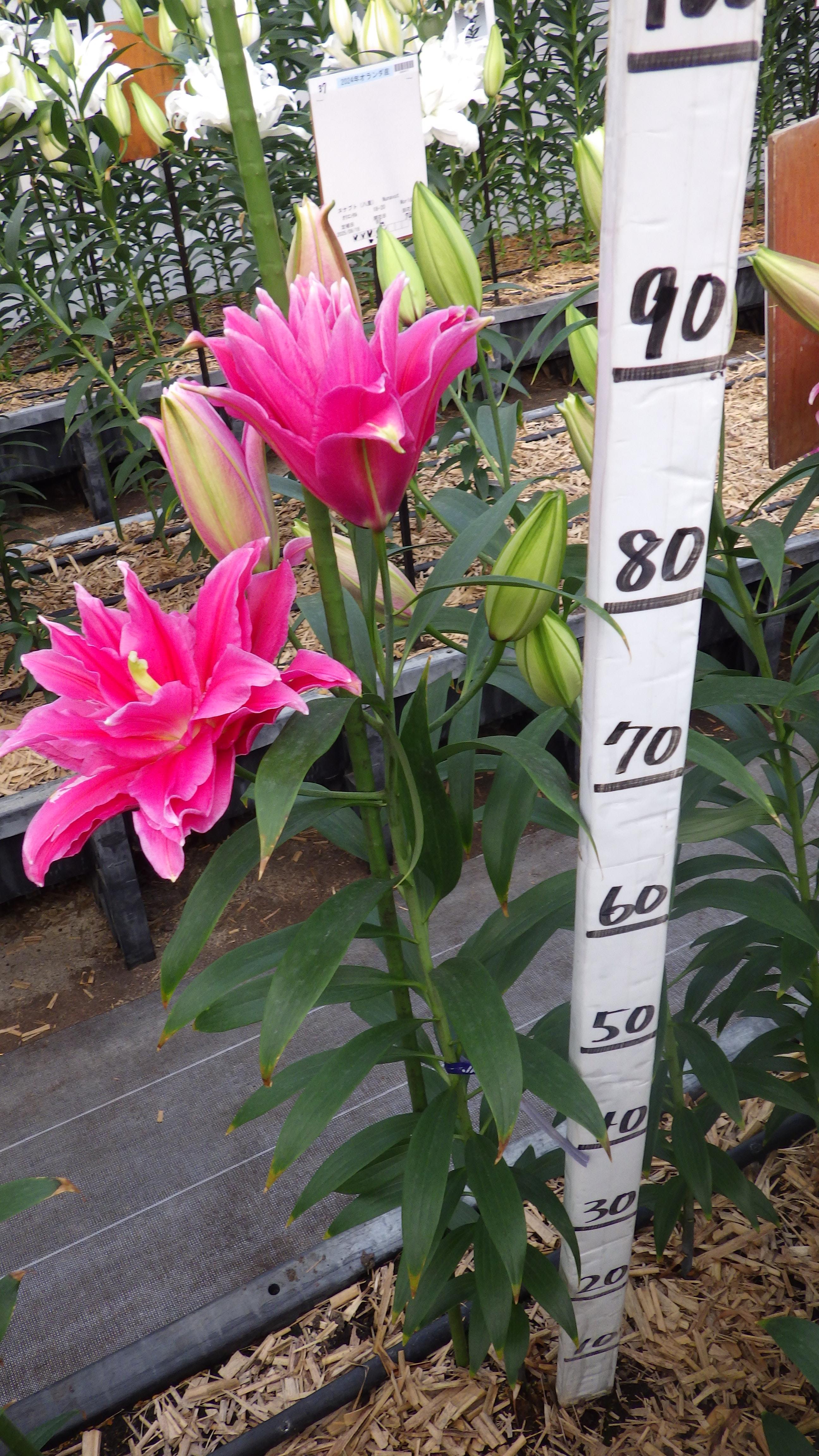 グランドアムール(八重)